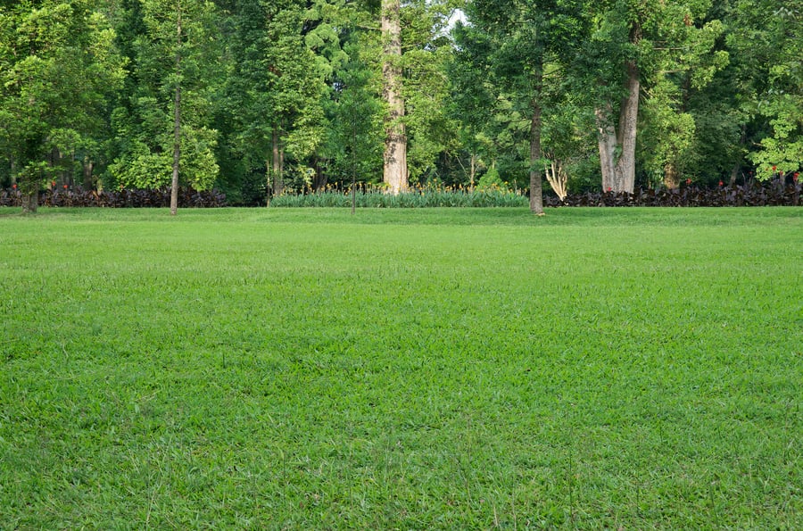 Grass Field and Trees